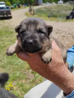 Red collar , a male German Shepherd Dog for sale in Cleveland, VA – 3 of 10