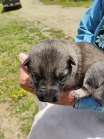 Purple collar, a female German Shepherd Dog for sale in Cleveland, VA – 2 of 10