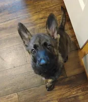 Yellow collar, a female German Shepherd Dog for sale in Cleveland, VA – 2 of 10