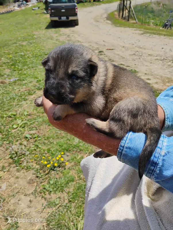 Red collar  – German Shepherd Dog puppy for sale in Cleveland, VA