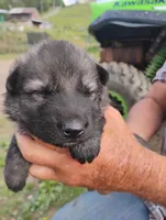 Silver collar, a male German Shepherd Dog for sale in Cleveland, VA – 4 of 10