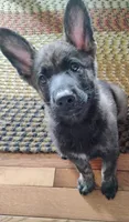 Yellow collar, a female German Shepherd Dog for sale in Cleveland, VA – 4 of 10
