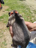 Orange collar, a male German Shepherd Dog for sale in Cleveland, VA – 4 of 10
