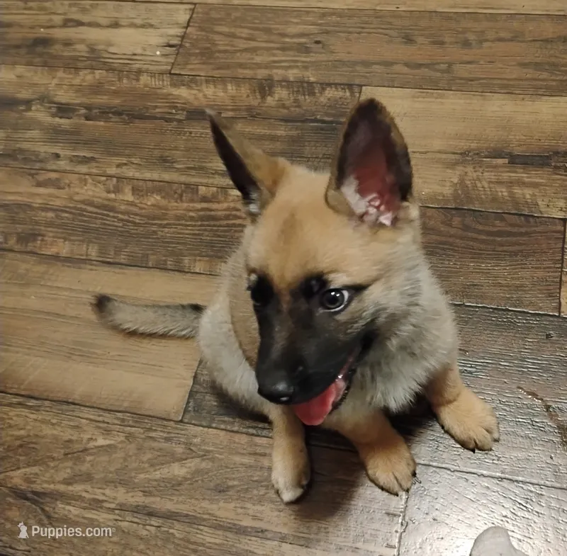 Green collar – German Shepherd Dog puppy for sale in Cleveland, VA