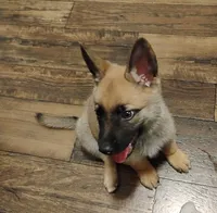 Green collar, a female German Shepherd Dog for sale in Cleveland, VA – 1 of 10