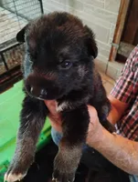 Teal collar, a male German Shepherd Dog for sale in Cleveland, VA – 2 of 10