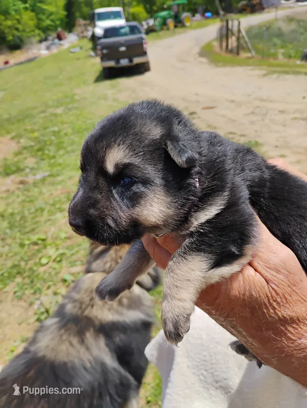 Lite pink – German Shepherd Dog puppy for sale in Cleveland, VA