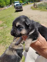 Lite pink, a female German Shepherd Dog for sale in Cleveland, VA – 1 of 10