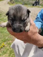 Purple collar, a female German Shepherd Dog for sale in Cleveland, VA – 7 of 10