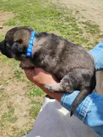 Violet blue, a male German Shepherd Dog for sale in Cleveland, VA – 2 of 10