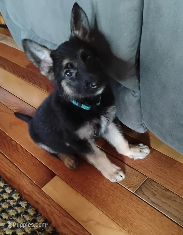 Sky blue – German Shepherd Dog puppy for sale in Cleveland, VA