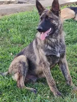 Silver collar, a female German Shepherd Dog for sale in Cleveland, VA – 6 of 9