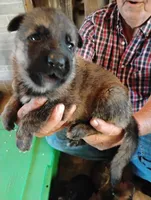 Black collar, a male German Shepherd Dog for sale in Cleveland, VA – 2 of 10