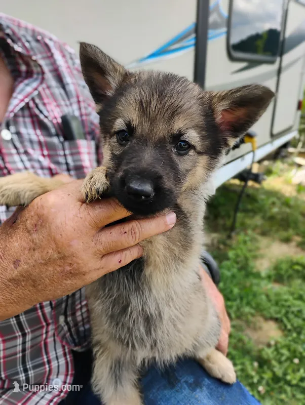 Purple collar – German Shepherd Dog puppy for sale in Cleveland, VA