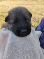 Lime green , a male German Shepherd Dog for sale in Cleveland, VA – Photo 1 of 9