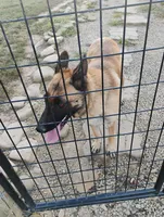 Lime green , a male German Shepherd Dog for sale in Cleveland, VA – Photo 8 of 9