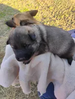 Lime green , a male German Shepherd Dog for sale in Cleveland, VA – Photo 4 of 9