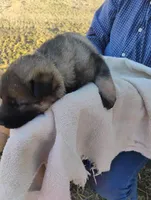 Lime green , a male German Shepherd Dog for sale in Cleveland, VA – Photo 6 of 9