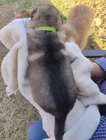 Lime green , a male German Shepherd Dog for sale in Cleveland, VA – Photo 5 of 9