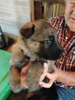 Grass green collar , a male German Shepherd Dog for sale in Cleveland, VA – 3 of 10