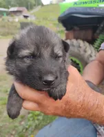 Silver collar, a male German Shepherd Dog for sale in Cleveland, VA – 2 of 10