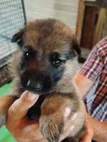 Aqua collar , a female German Shepherd Dog for sale in Cleveland, VA – 5 of 10
