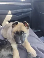 Yellow collar, a female German Shepherd Dog for sale in Cleveland, VA – Photo 2 of 8