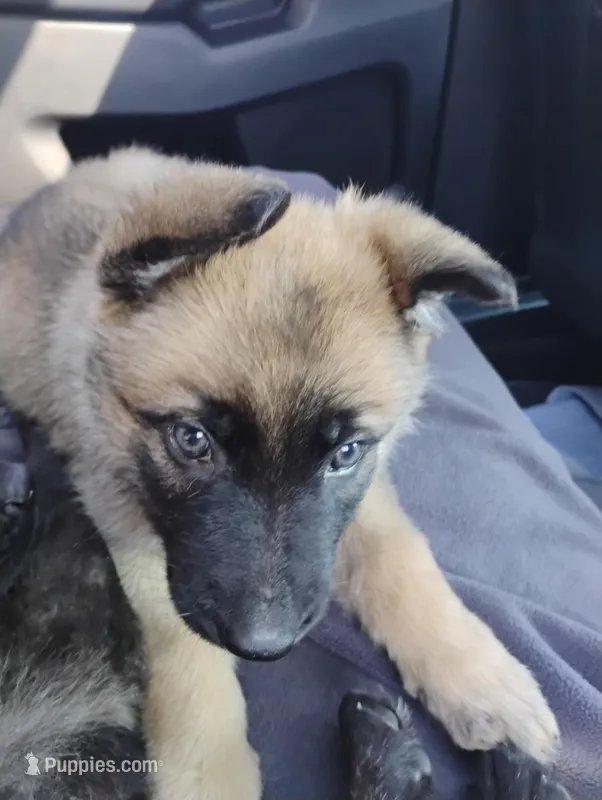 Yellow collar, a female German Shepherd Dog for sale in Cleveland, VA – Photo 1 of 8