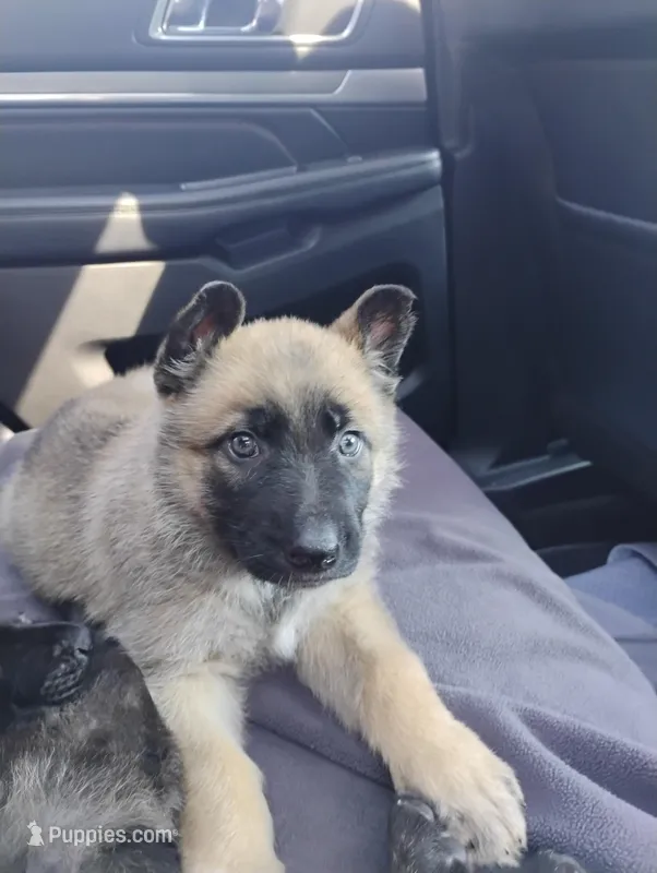 Yellow collar – German Shepherd Dog puppy for sale in Cleveland, VA