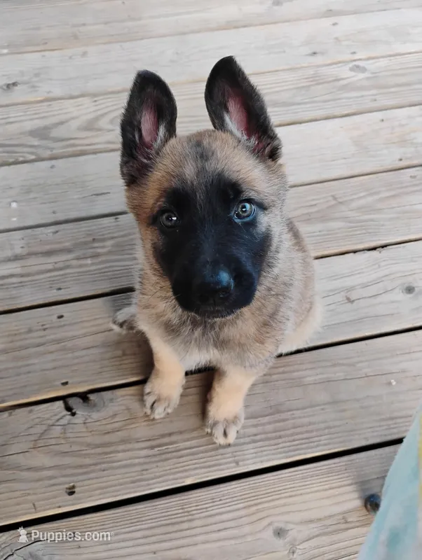 Yellow collar – German Shepherd Dog puppy for sale in Cleveland, VA