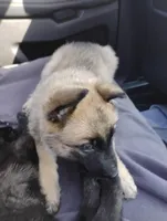 Yellow collar, a female German Shepherd Dog for sale in Cleveland, VA – Photo 6 of 8