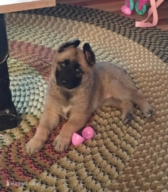 Yellow collar – German Shepherd Dog puppy for sale in Cleveland, VA