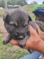 Pink collar, a female German Shepherd Dog for sale in Cleveland, VA – 2 of 10