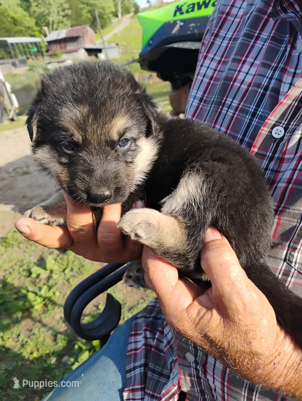 Lite pink – German Shepherd Dog puppy for sale in Cleveland, VA
