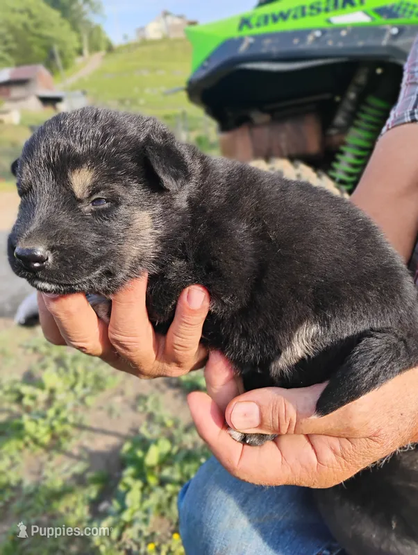 Off white collar  – German Shepherd Dog puppy for sale in Cleveland, VA