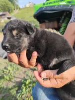Off white collar , a male German Shepherd Dog for sale in Cleveland, VA – 1 of 8