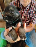 Sky blue, a male German Shepherd Dog for sale in Cleveland, VA – 4 of 10