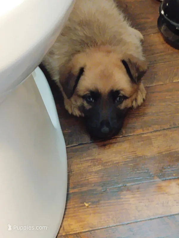 Pink collar – German Shepherd Dog puppy for sale in Cleveland, VA