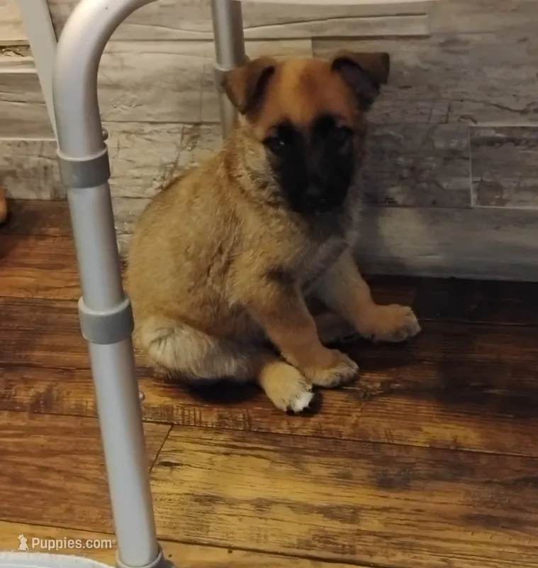 Green collar – German Shepherd Dog puppy for sale in Cleveland, VA