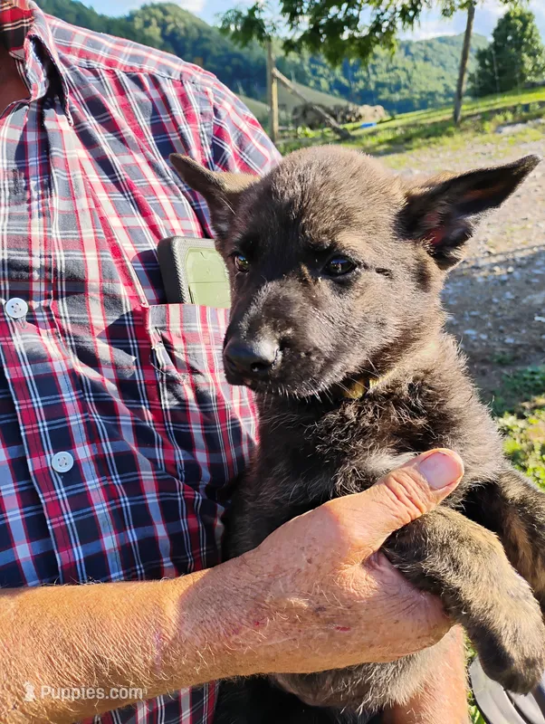 Yellow collar – German Shepherd Dog puppy for sale in Cleveland, VA