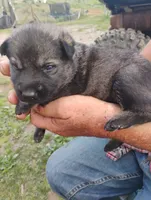 Pink collar, a female German Shepherd Dog for sale in Cleveland, VA – 4 of 10