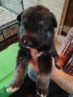 Teal collar, a male German Shepherd Dog for sale in Cleveland, VA – 3 of 10