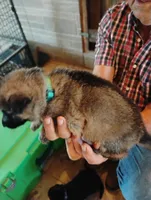 Aqua collar , a female German Shepherd Dog for sale in Cleveland, VA – 3 of 10