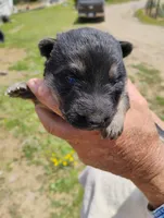 Apricot collar, a female German Shepherd Dog for sale in Cleveland, VA – 4 of 10