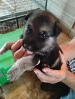 Dark blue, a male German Shepherd Dog for sale in Cleveland, VA – 3 of 10