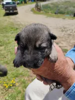 Violet blue, a male German Shepherd Dog for sale in Cleveland, VA – 5 of 10