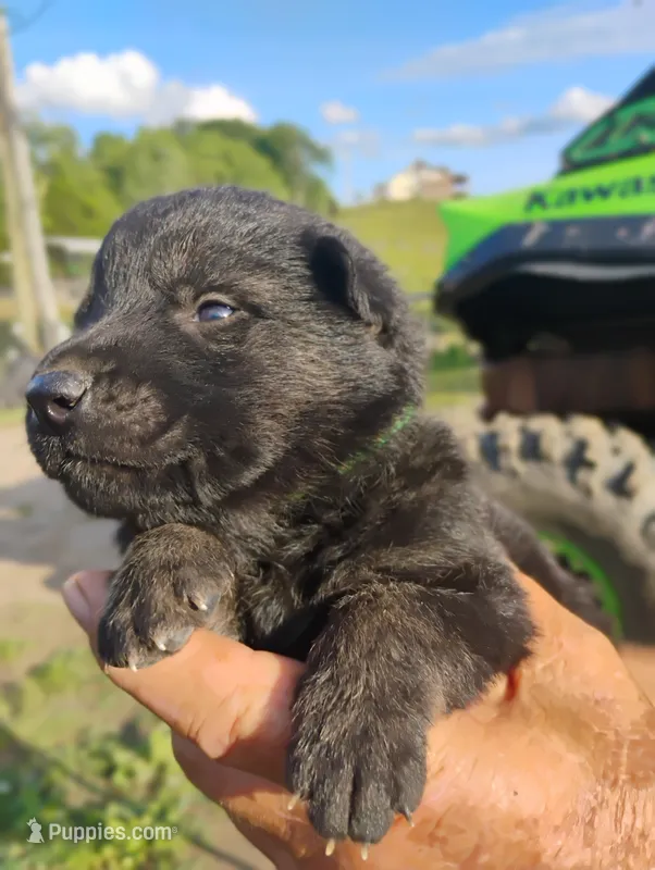 Green collar – German Shepherd Dog puppy for sale in Cleveland, VA