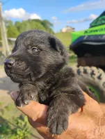Green collar, a male German Shepherd Dog for sale in Cleveland, VA – 1 of 10