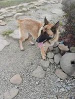 Purple collar, a female German Shepherd Dog for sale in Cleveland, VA – Photo 8 of 8