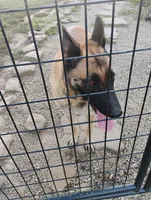 Purple collar, a female German Shepherd Dog for sale in Cleveland, VA – Photo 7 of 8
